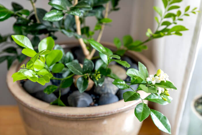 19 beautiful indoor plants for fragrance - 137
