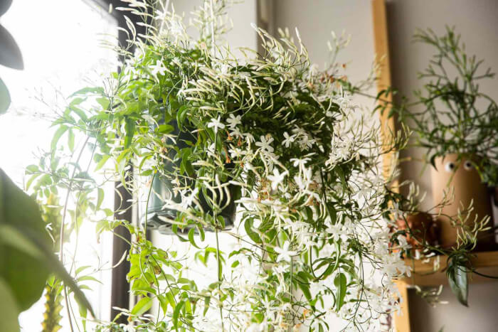 19 beautiful indoor plants for fragrance - 125