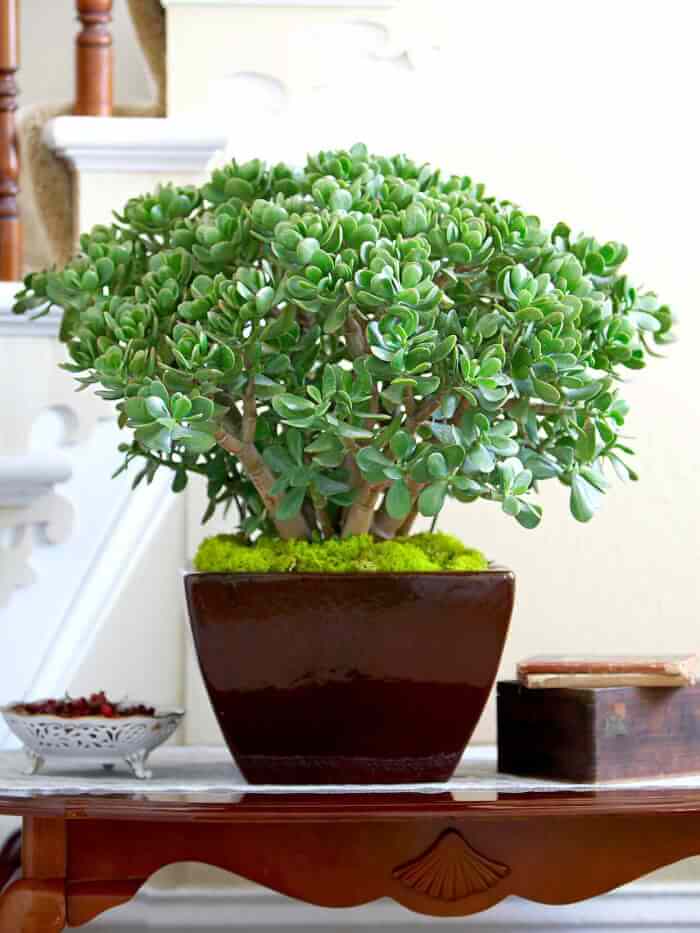 Top 14 succulents for good feng shui - 89