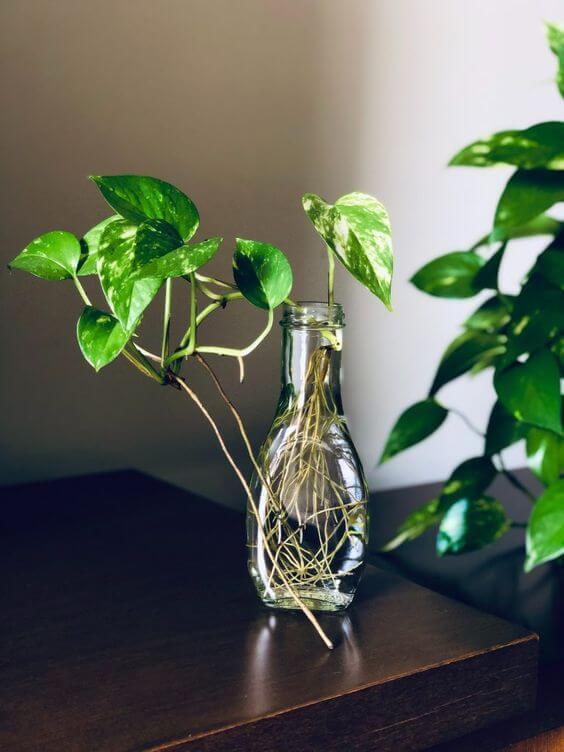 The 25 best houseplants to propagate in water vases - 155