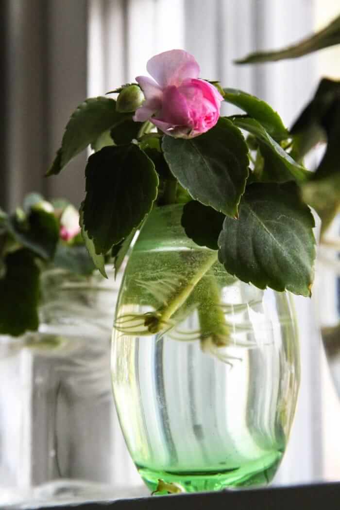 26 great houseplants to grow in water vases - 181