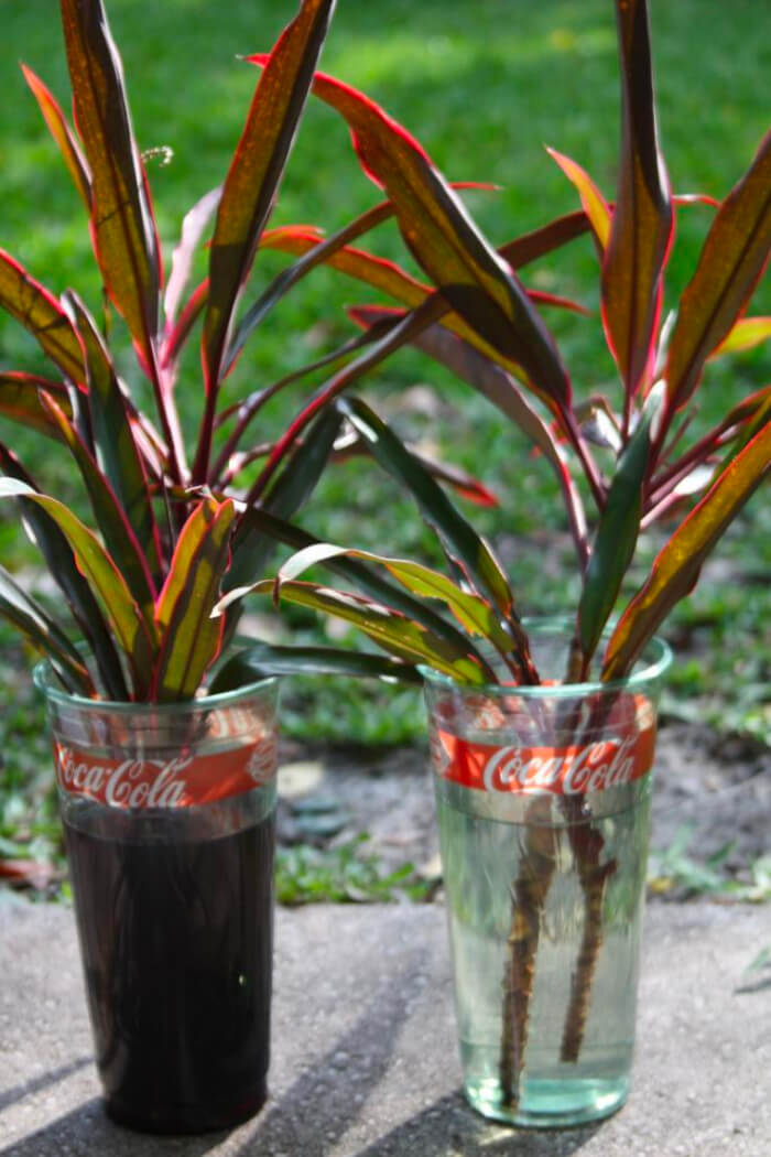 26 great houseplants to grow in water vases - 195
