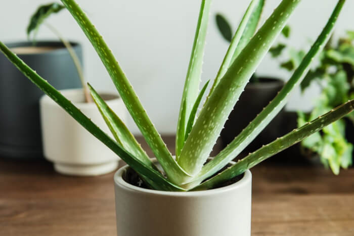 Top 14 succulents for good feng shui - 91