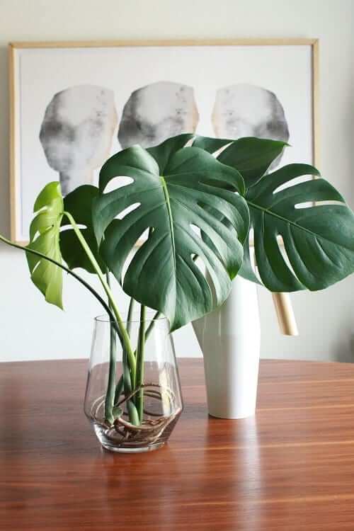 26 great houseplants to grow in water vases - 207