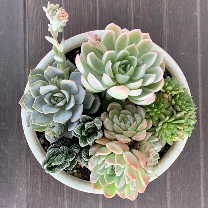 Top 14 succulents for good feng shui - 93