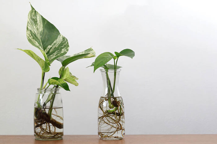 26 great houseplants to grow in water vases - 165