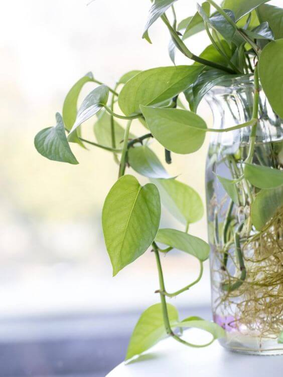 25 best houseplants to propagate in water vases - 159