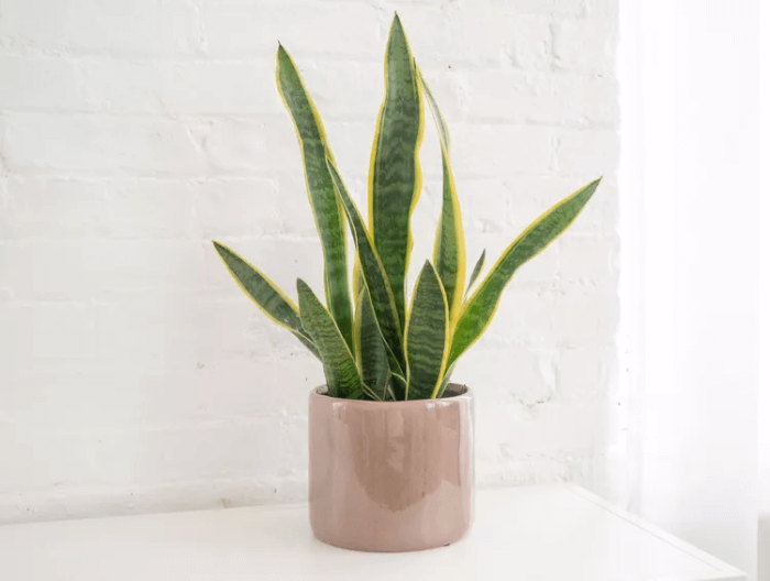 Top 14 succulents for good feng shui - 101