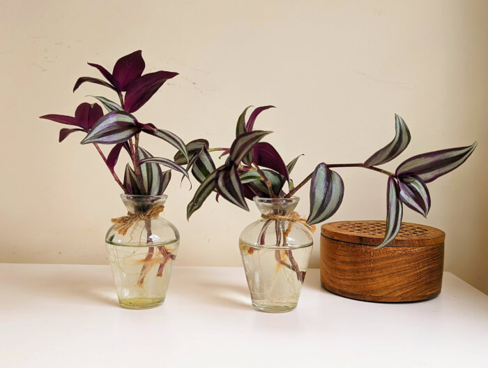 26 great houseplants to grow in water vases - 175