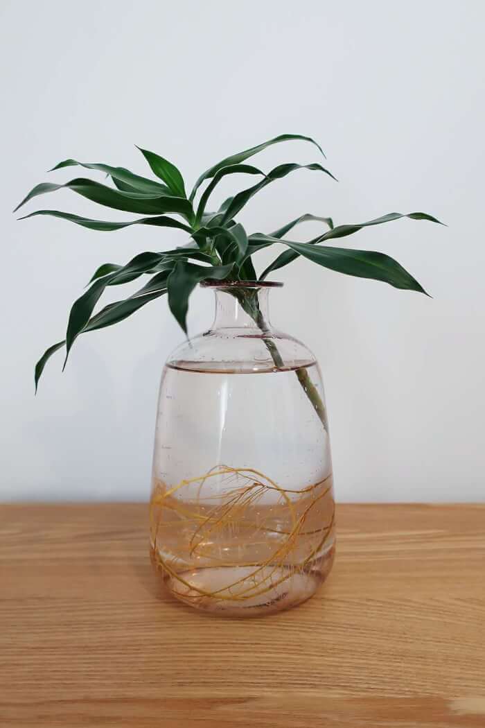 26 great houseplants to grow in water vases - 177