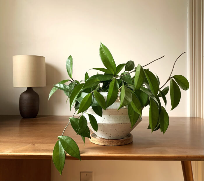 22 easiest vines to bring forest into your indoor space - 155