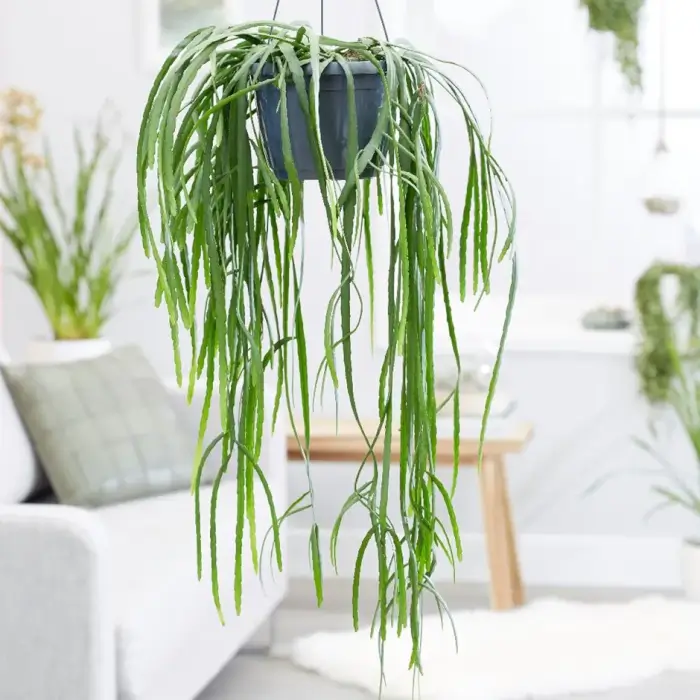 22 easiest vines to bring forest into your indoor space - 167