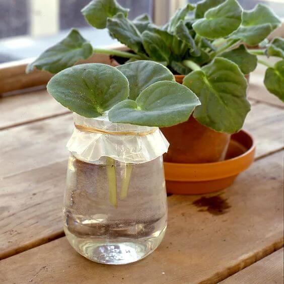 The 25 best houseplants you can propagate in water vases - 181