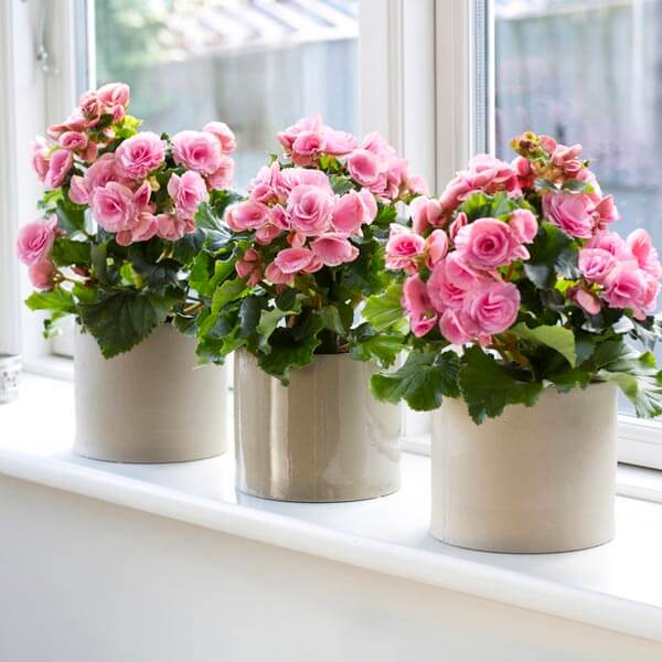 19 beautiful indoor plants for fragrance - 153
