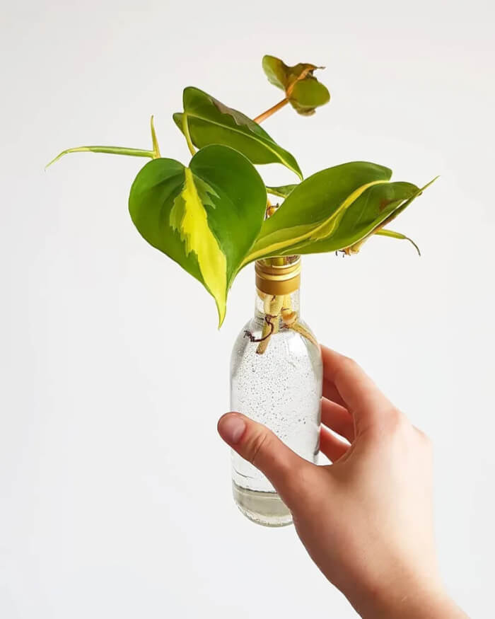 The 25 best houseplants you can propagate in water vases - 189