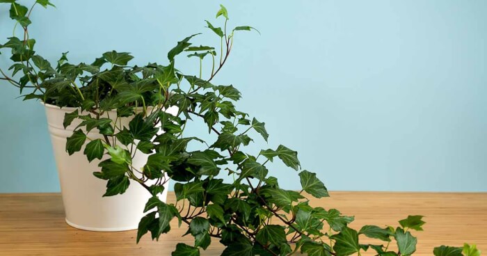 22 easiest vines to bring forest into your indoor space - 139