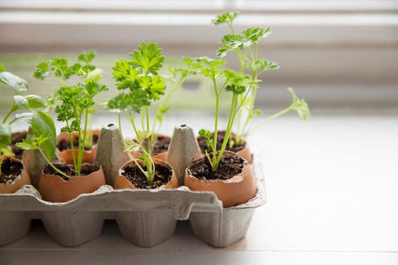 25 DIY eggshell planters to add interest to your indoor garden - 163
