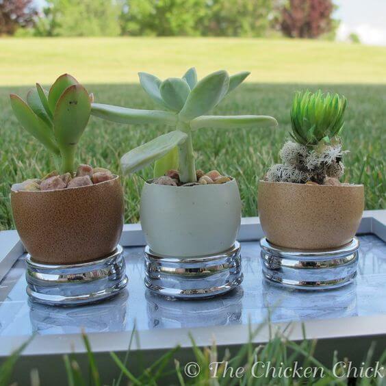 25 DIY eggshell planters to add interest to your indoor garden - 175