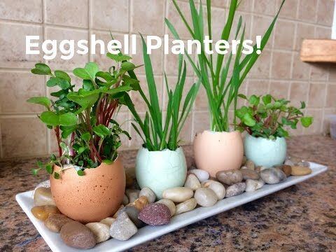 25 DIY eggshell planters to add interest to your indoor garden - 183