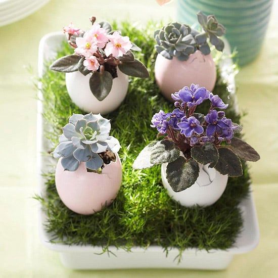 25 DIY eggshell planters to add interest to your indoor garden - 189
