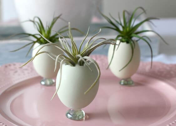 25 DIY eggshell planters to add interest to your indoor garden - 193