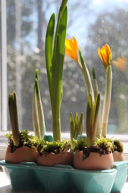 25 DIY eggshell planters to add interest to your indoor garden - 199