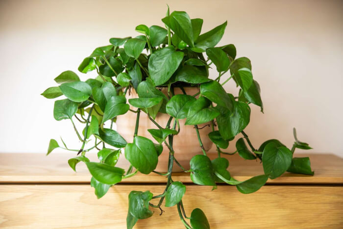 22 easiest vines to bring forest into your indoor space - 141