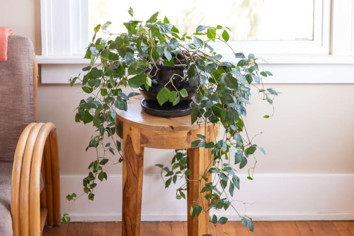 22 easiest vines to bring forest into your indoor space - 143