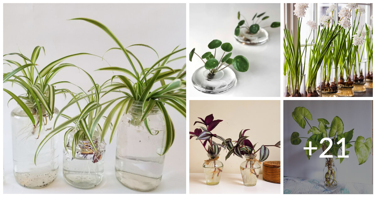 Houseplants To Grow In Water Vases