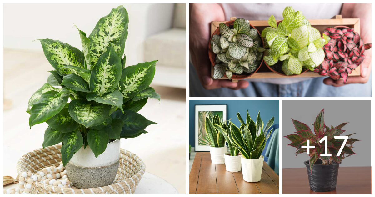 21 Plants That Are Happy To Live On Top Of Your Refrigerator