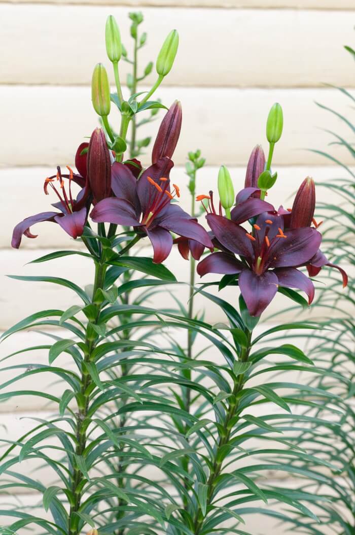 7 beautiful black plants that will make a big statement in your garden - 49