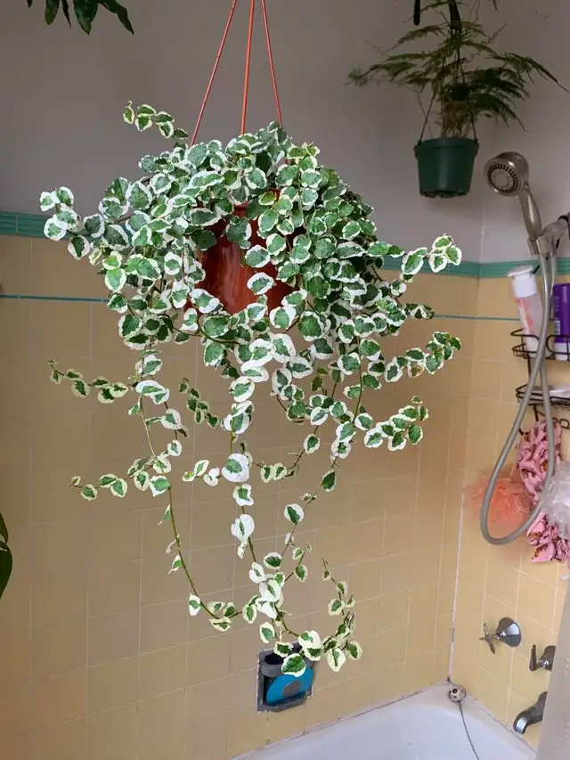 22 easiest vines to bring forest into your indoor space - 149
