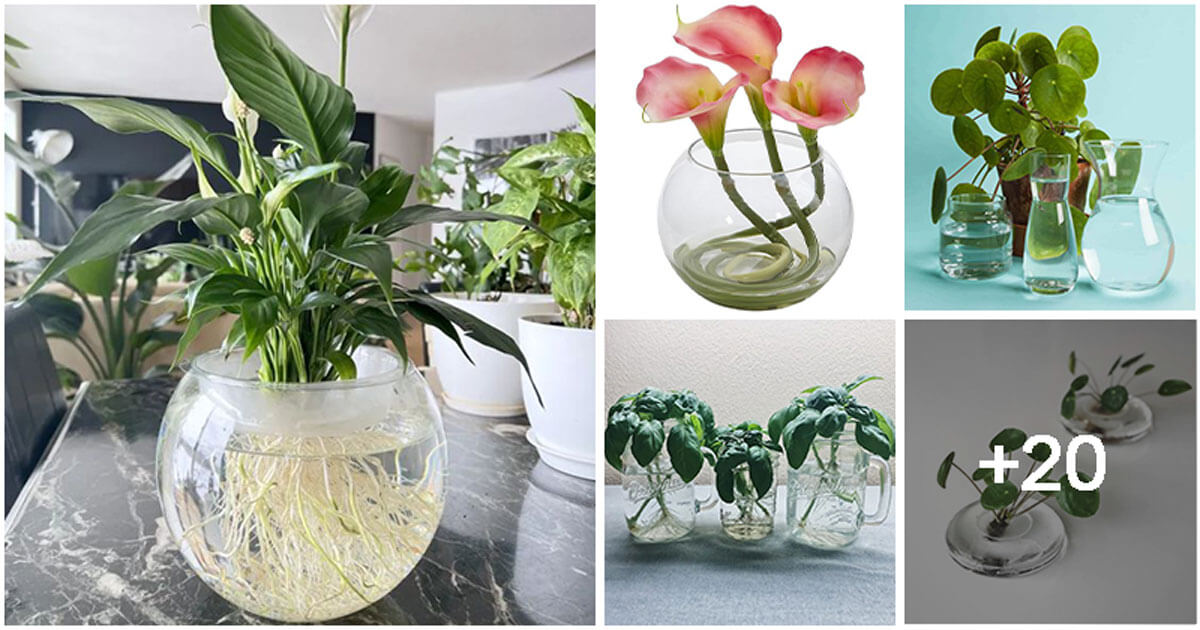 Best 25 Houseplants You Can Propagate In Water Vases