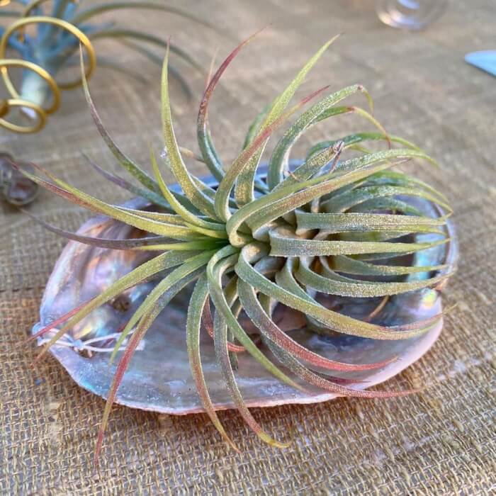 These wonderful 25 air plants are worth trying! - 161