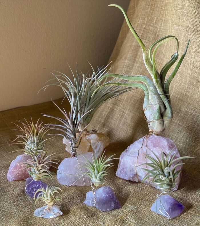 These wonderful 25 air plants are worth trying! - 175