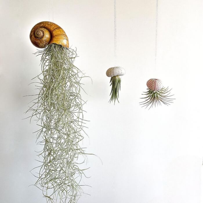 These wonderful 25 air plants are worth trying! - 189