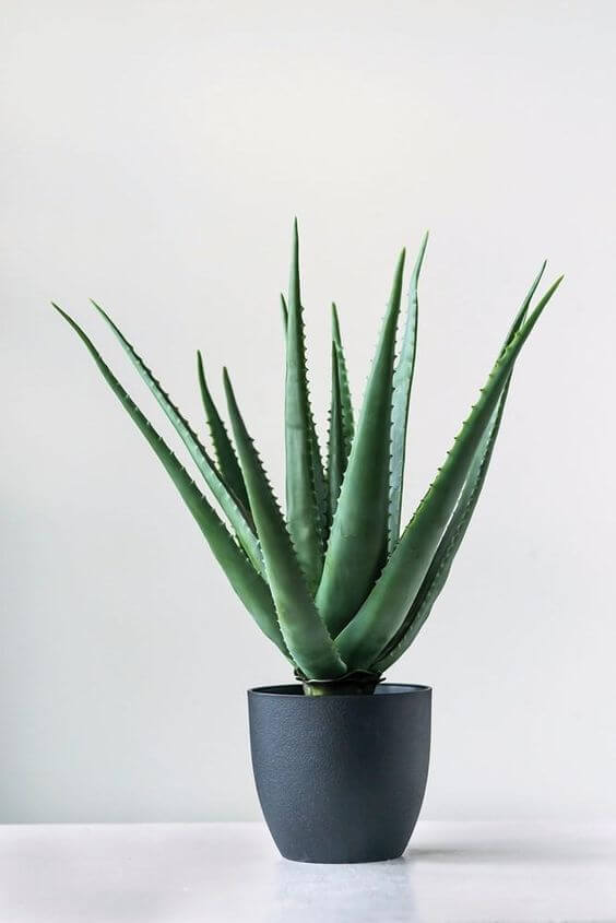 25 incredible houseplants in vases you might get addicted to - 167