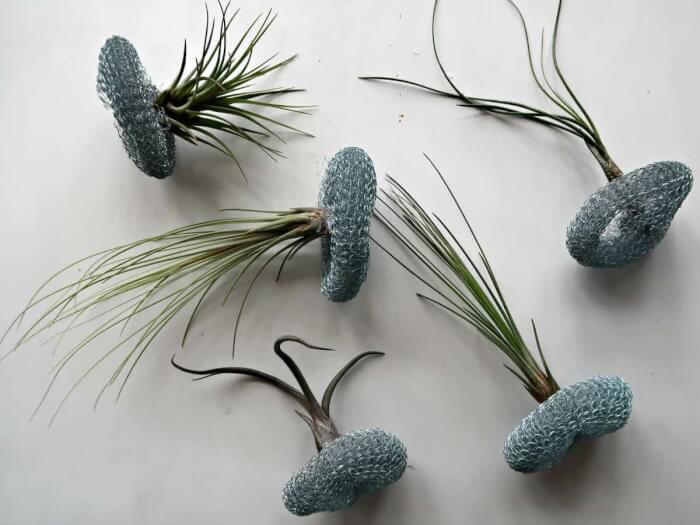 These wonderful 25 air plants are worth trying! - 171