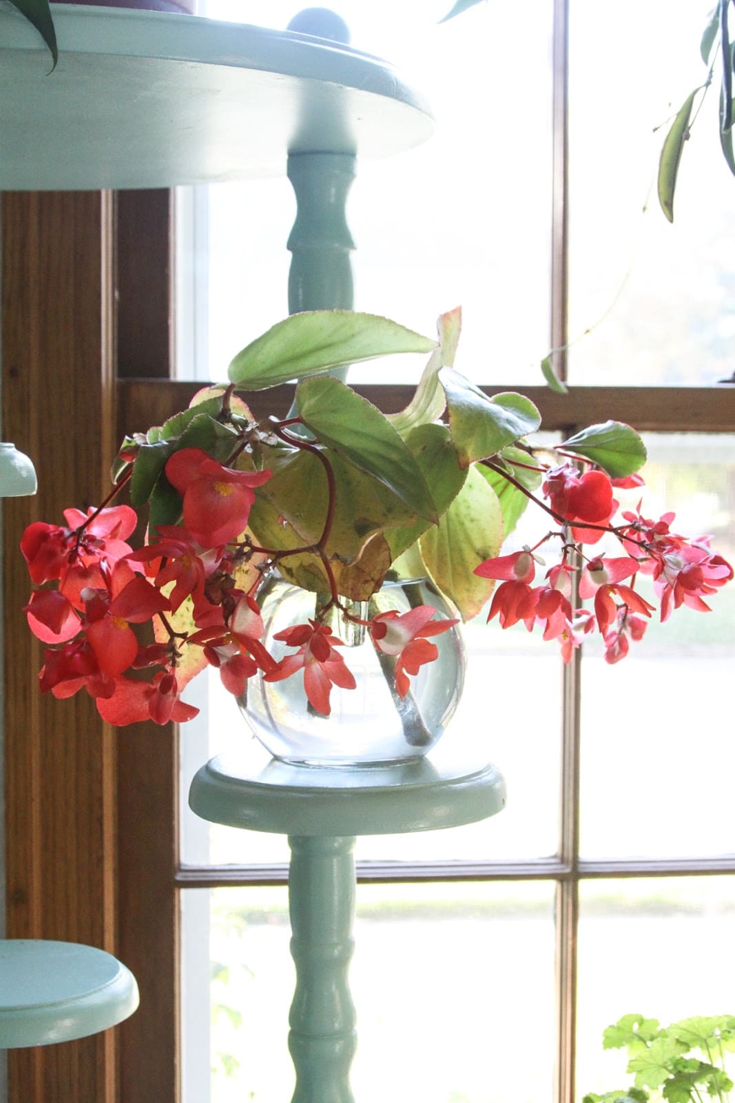 22 beautiful grow-in-vase houseplants - 169