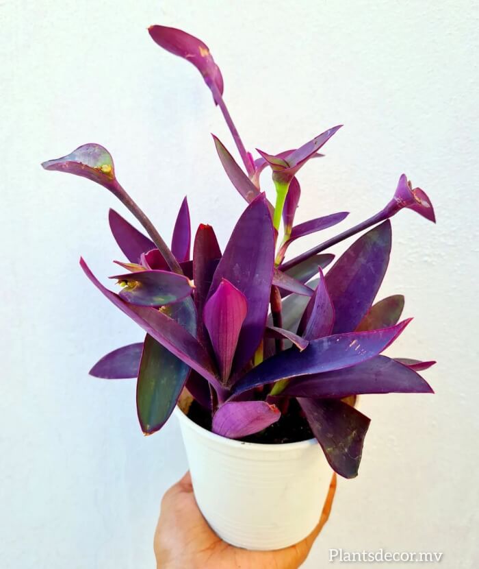 25 incredible houseplants in vases you might get addicted to - 173