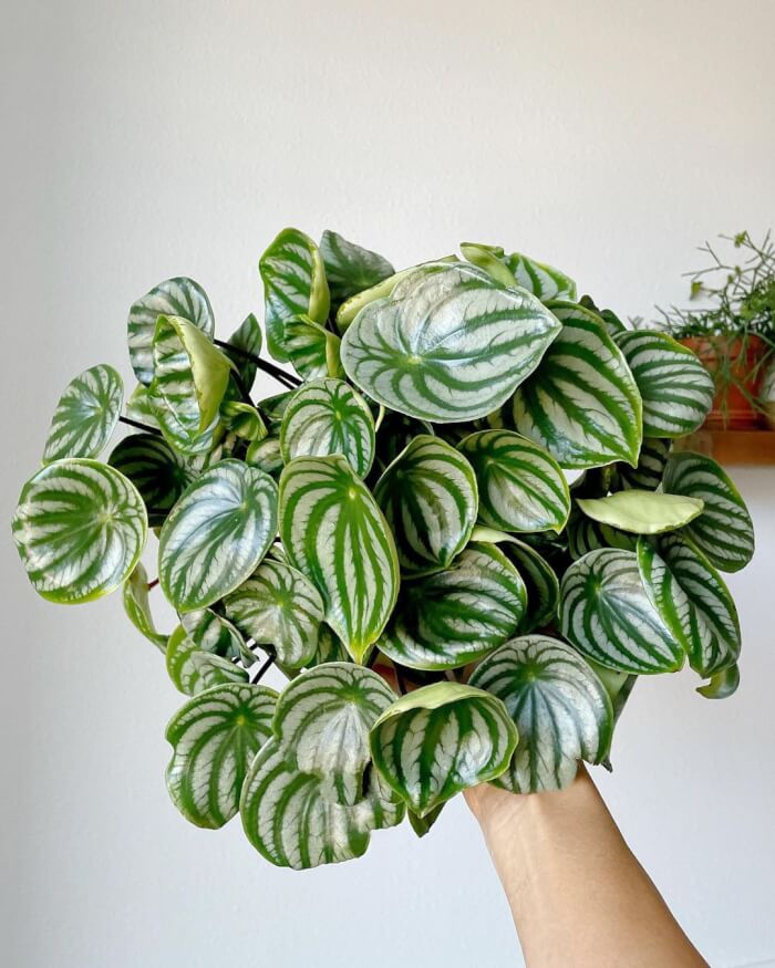 25 incredible houseplants in vases you might get addicted to - 175