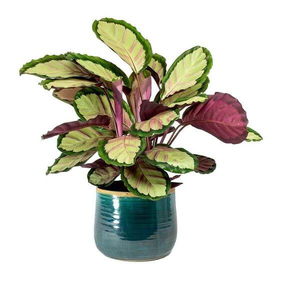 25 incredible houseplants in vases you might get addicted to - 177