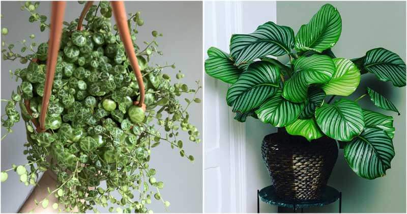12 Beautiful Houseplants With Round Leaves For Home Decor