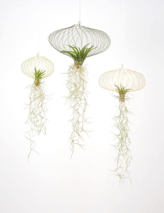These wonderful 25 air plants are worth trying! - 179