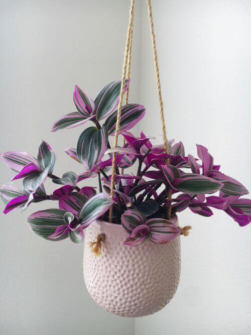25 incredible houseplants in vases you might get addicted to - 183