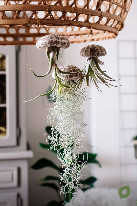These wonderful 25 air plants are worth trying! - 183