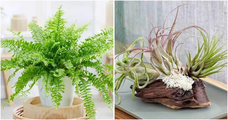 15 Houseplants That Can Reduce Humidity In Your Bathroom