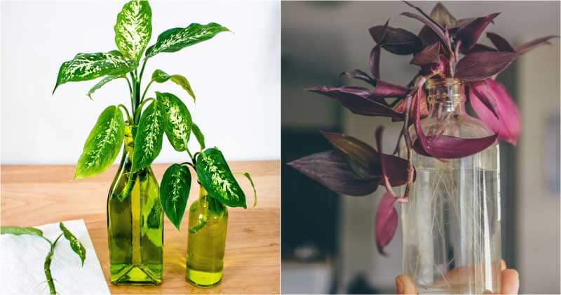 22 Beautiful Grow-In-Vase Indoor Plants