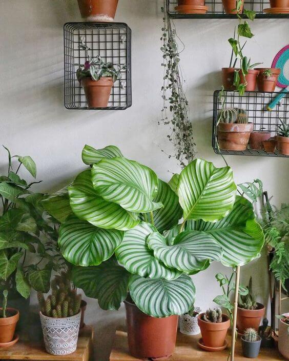 25 incredible houseplants in vases you might get addicted to - 195