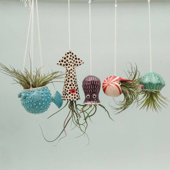 These wonderful 25 air plants are worth trying! - 197
